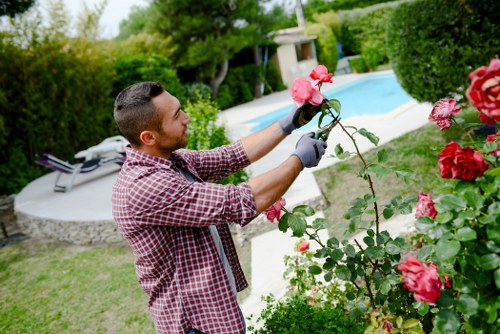 A man in a checkered shirt, wearing gardening gloves, is pruning a blooming rose bush in a well-maintained backyard garden. The garden features a variety of greenery including neatly trimmed hedges and a lush lawn with dense grass. The background reveals a paved patio area with a swimming pool surrounded by tall trees and additional shrubs, creating a tranquil outdoor environment. The scene depicts a bright, sunny day, with natural light illuminating the vibrant pink roses and the surrounding foliage. The man's focus on trimming the roses suggests a professional gardening service, such as those provided by Gardening Services Croydon, tailored to maintaining attractive and healthy garden spaces in the Croydon area.