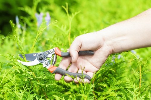 A close-up view of a person's hand using sharp-edged pruning shears with orange and black handles to trim green foliage in a garden. The garden features dense, bushy plants with finely divided leaves, and is part of a well-maintained outdoor space likely situated in Croydon. The background shows a lush, green area with a mix of plants and possibly flowering shrubs, indicating active garden maintenance. The tools are positioned towards the top-left, demonstrating precise trimming work on the leafy plants, with natural daylight illuminating the scene. This image reflects professional gardening practices common in residential or small commercial gardens in Croydon, highlighting the importance of careful plant care and pruning for a healthy, attractive outdoor environment.